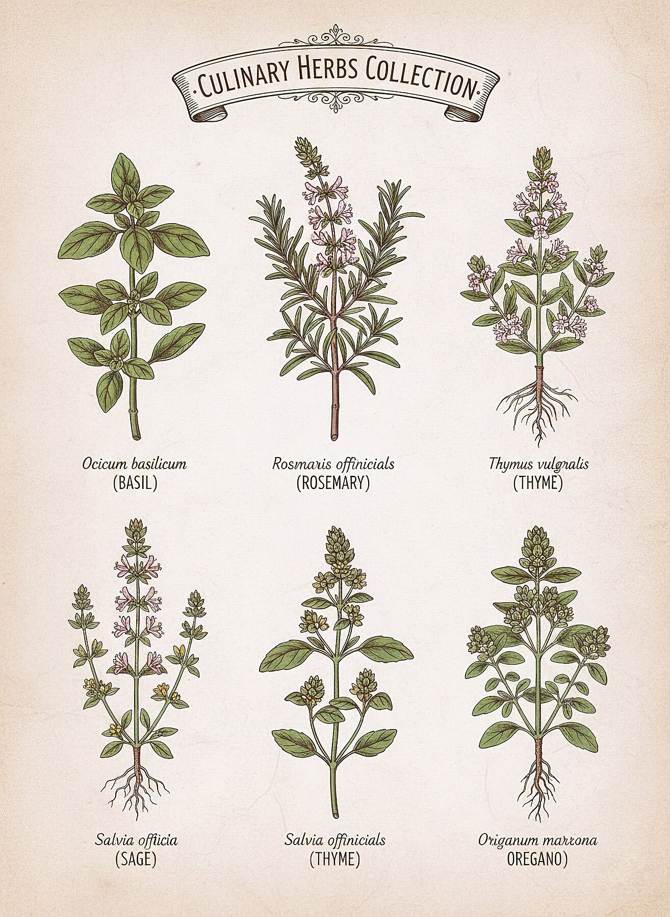 Lámina botánica vintage Hierbas de Cocina con ilustraciones de albahaca romero tomillo salvia orégano